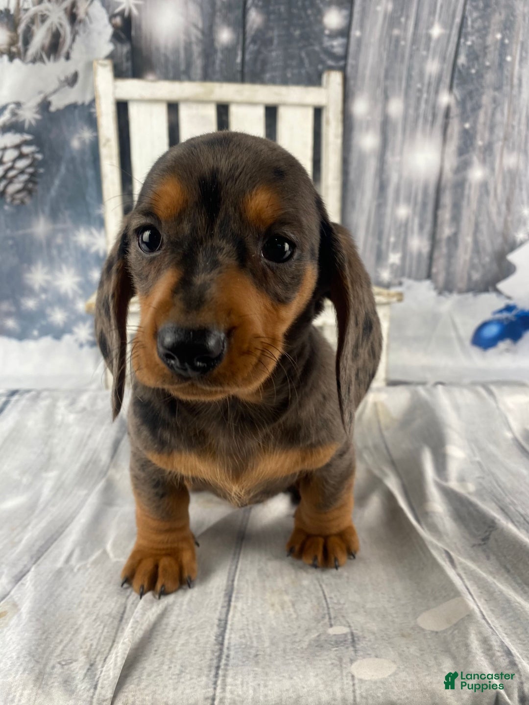 Miniature Dachshund dogs for sale: Joey - Ad 9