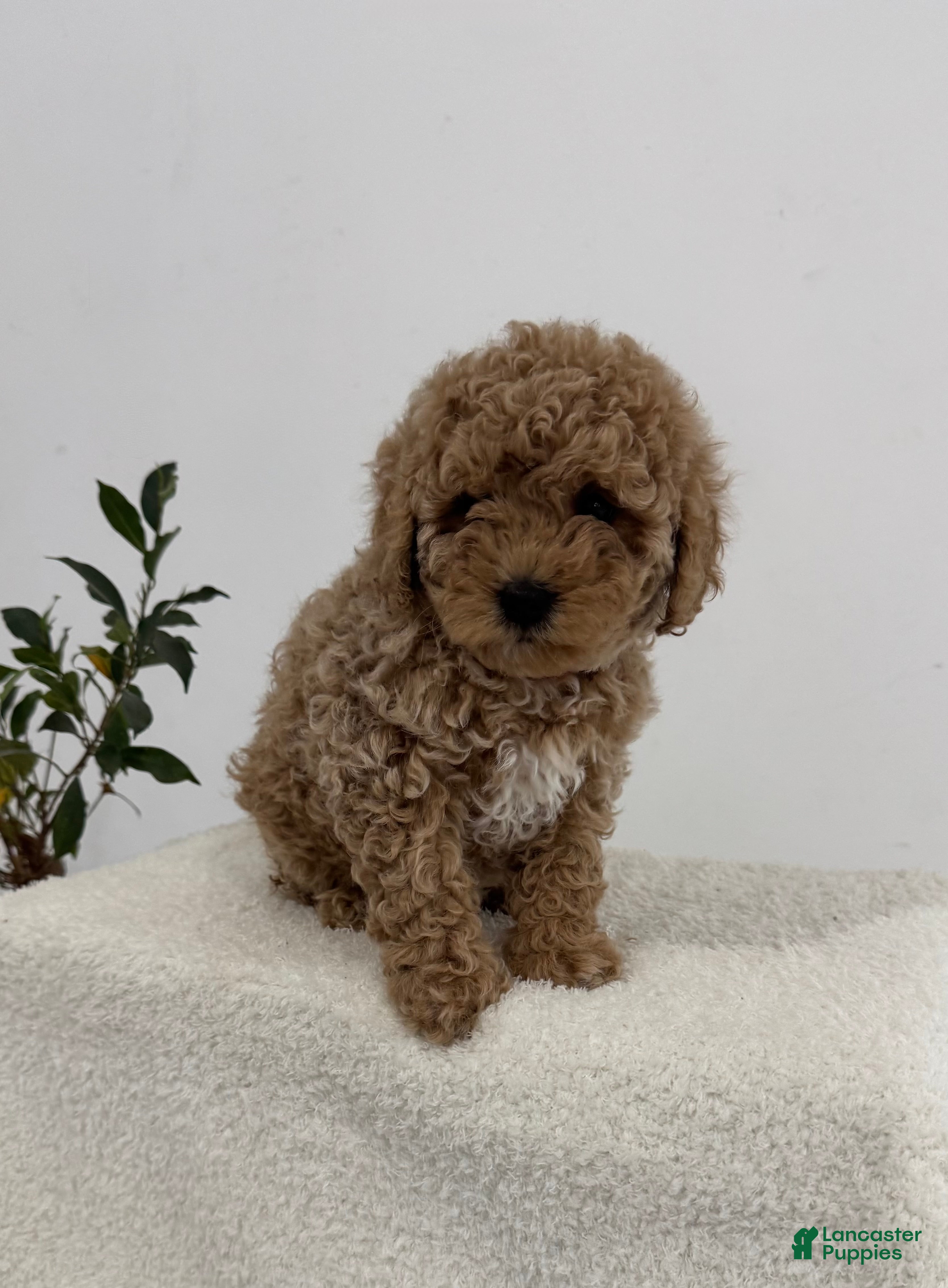 Mini Goldendoodle dogs Pink - Ad 1