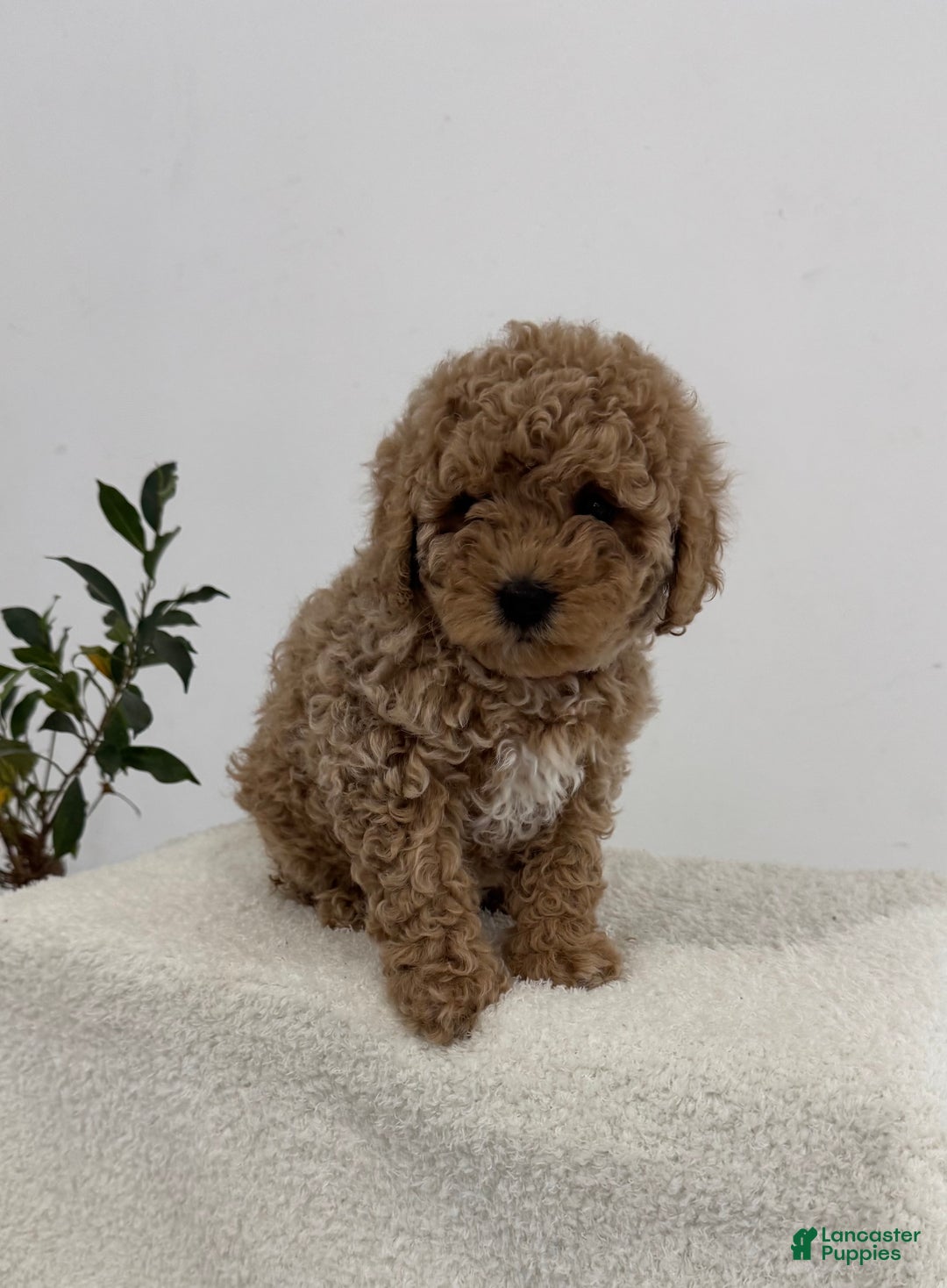Mini Goldendoodle dogs for sale: Pink - Ad 1
