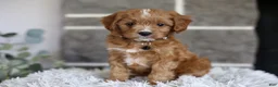 Cavapoo dogs for sale: Sammy - Ad 8