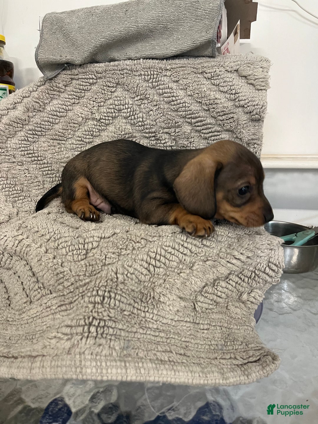 Miniature Dachshund dogs for sale: Joseph  - Ad 4