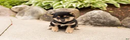 Shiba Inu dogs for sale: Miles - Ad 2