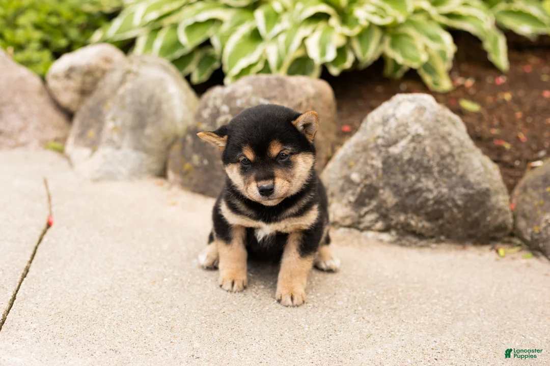Shiba Inu dogs for sale: Miles - Ad 2