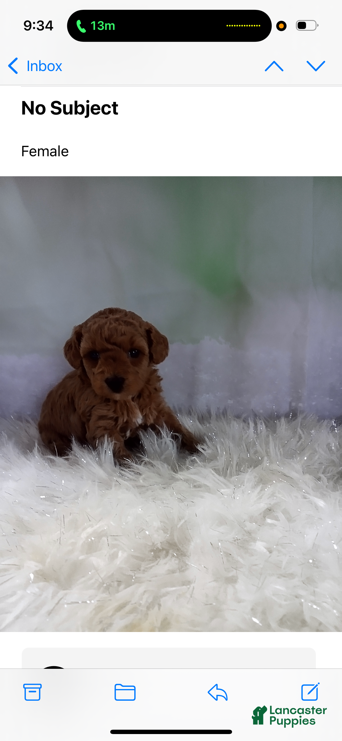 Miniature Poodle dogs Kimberly 💜 - Ad 31