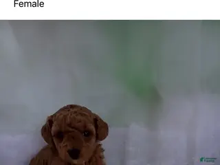 Miniature Poodle dogs Kimberly 💜 - Ad 35