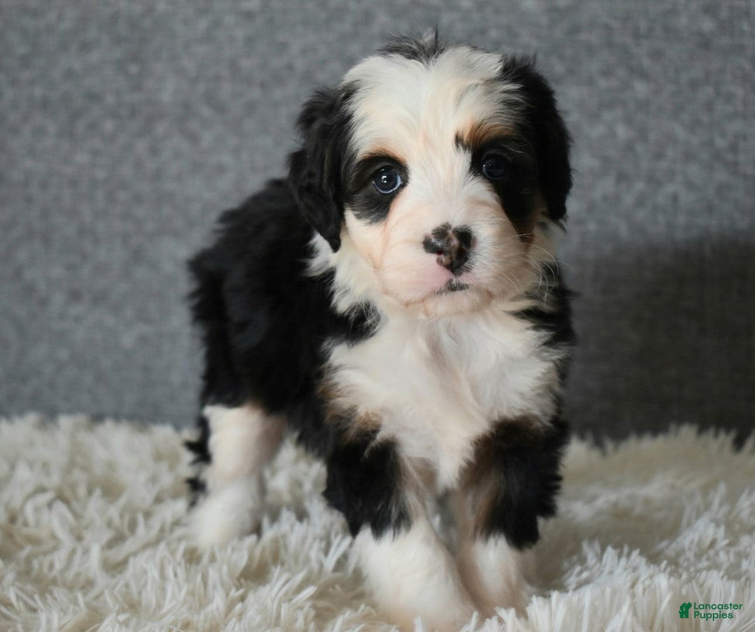 Mini Bernedoodle dogs for sale: Mindy - Ad 2