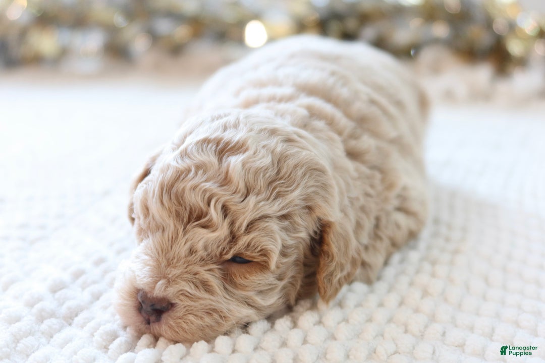 Toy Poodle dogs for sale: Jolly - Ad 7