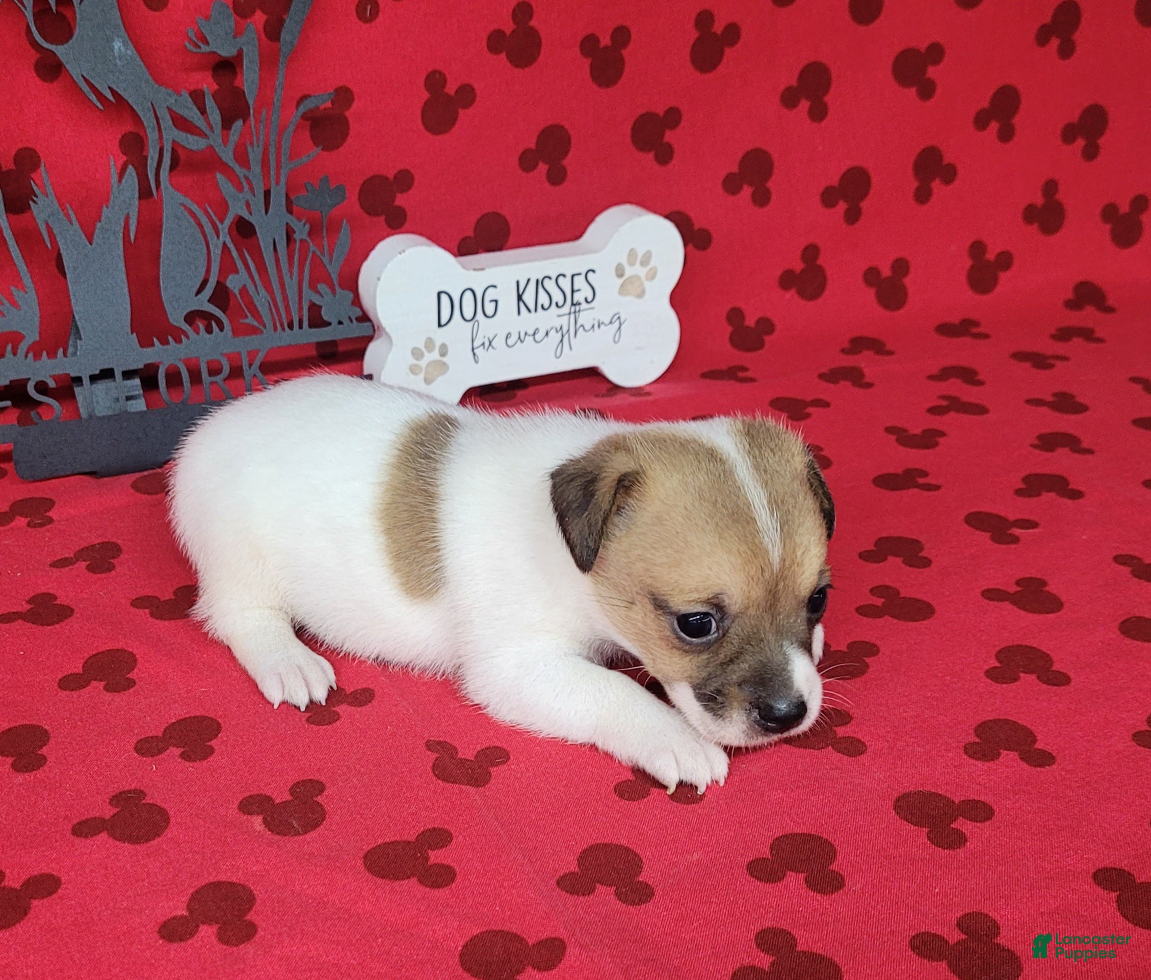 Jack Russell Terrier dogs CKC Tina Delivery Available  - Ad 1