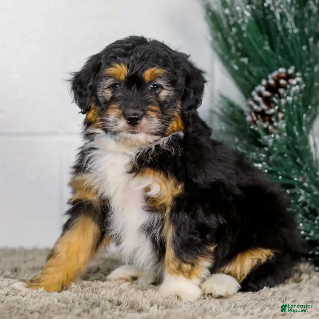 Mini Aussiedoodle dogs for sale: Ian - Ad 4