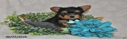 Yorkshire Terrier dogs for sale: Benny - Ad 3