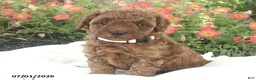 Miniature Poodle dogs for sale: Emmie - Ad 4
