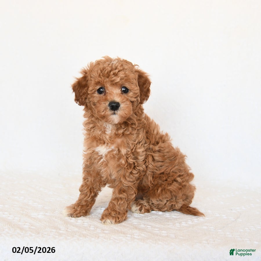 Miniature Poodle dogs Honey - Ad 2