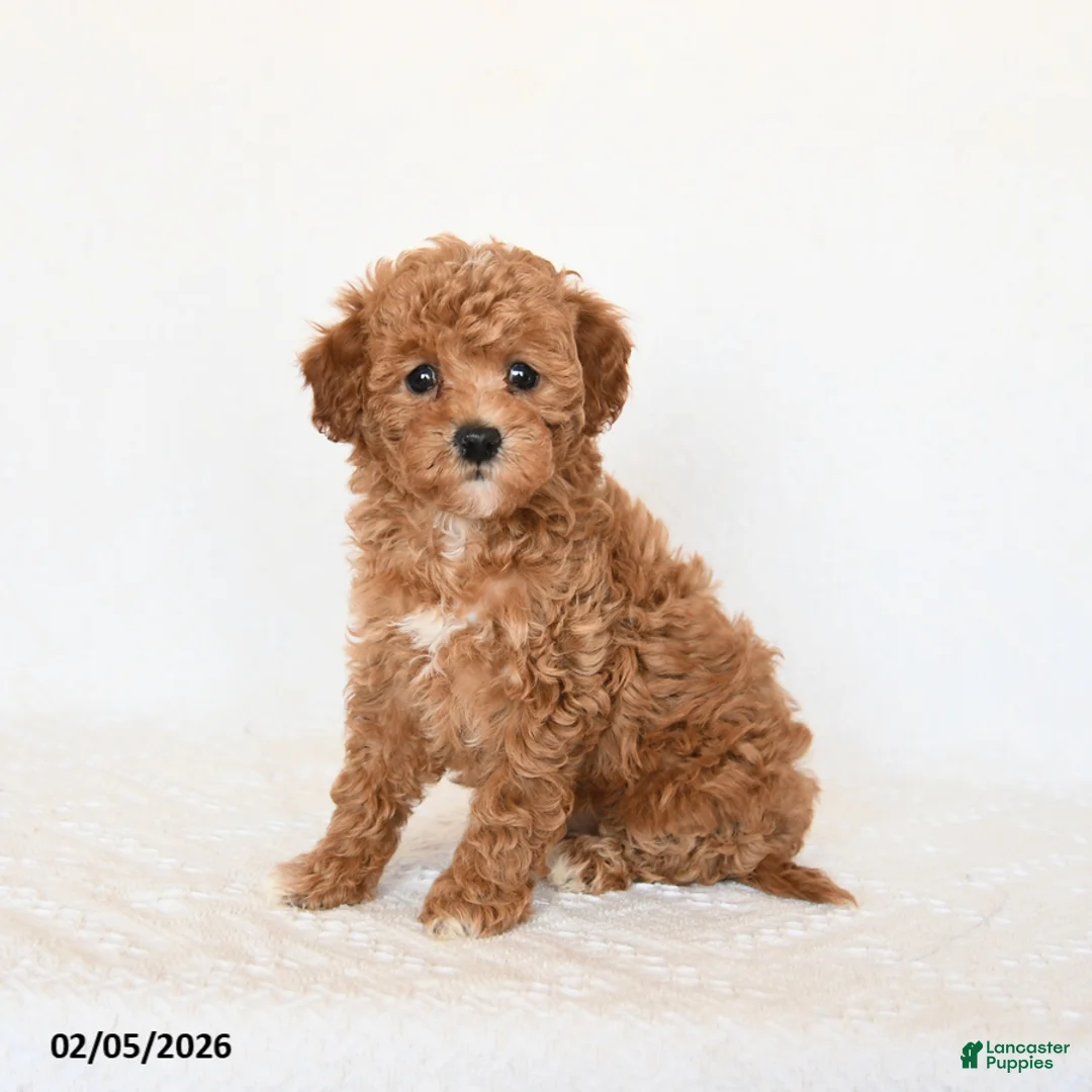 Miniature Poodle dogs for sale: Honey - Ad 2