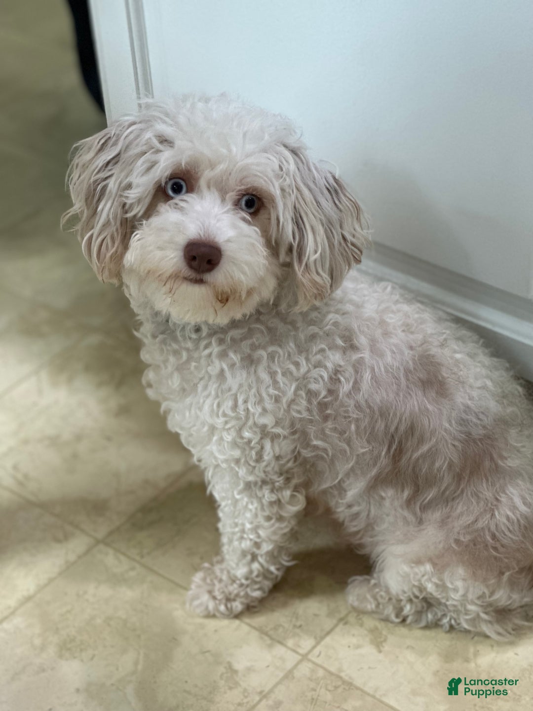 Mini Aussiedoodle dogs for sale: Sadie-petite size - Ad 7