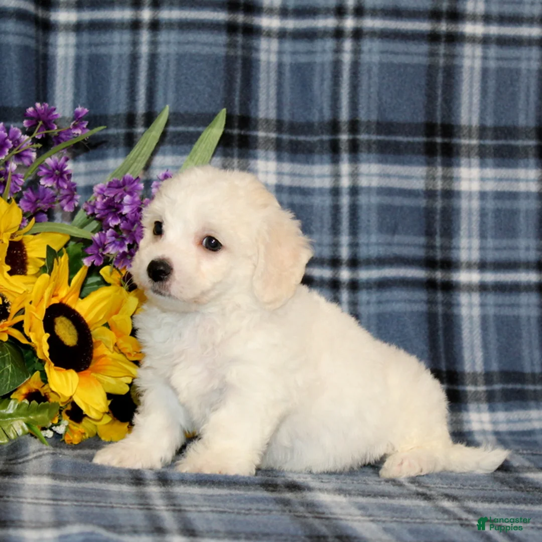 Bichon Frise dogs for sale: Franklin - Ad 4