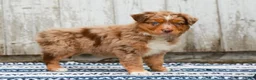 Australian Shepherd dogs for sale: Crystal - Ad 6