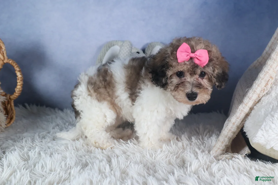 Bichpoo dogs for sale: Sweetheart - Ad 10