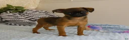 Brussels Griffon dogs for sale: Ollie - Ad 7
