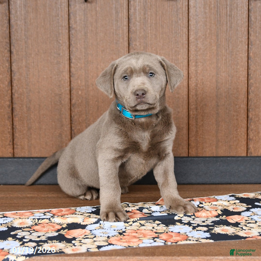 Labrador Retriever dogs for sale: Willow - Ad 2