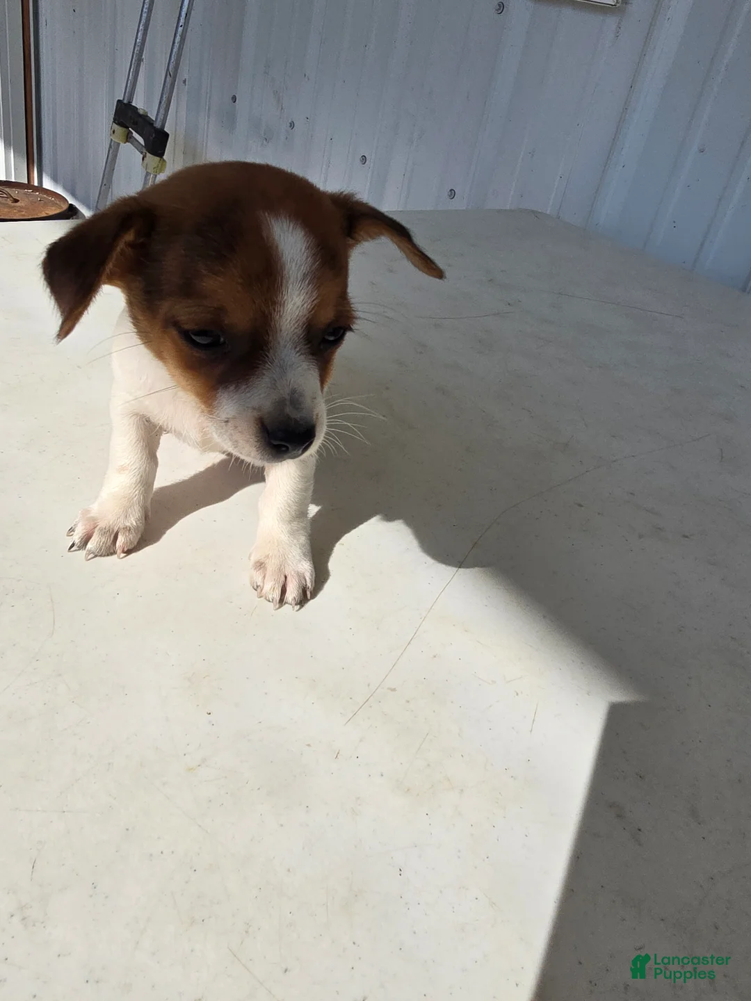 Chihuahua dogs for sale: Spots - Ad 2
