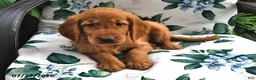 Golden Retriever dogs for sale: Timmy - Ad 3