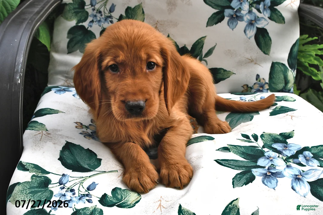 Golden Retriever dogs for sale: Timmy - Ad 3