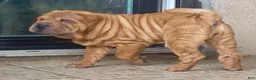 Shar Pei dogs for sale: Goose - Ad 23
