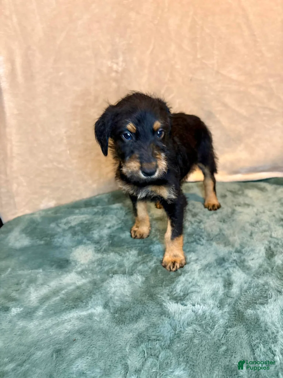 Mixed Breed dogs for sale: Marilyn - Ad 2