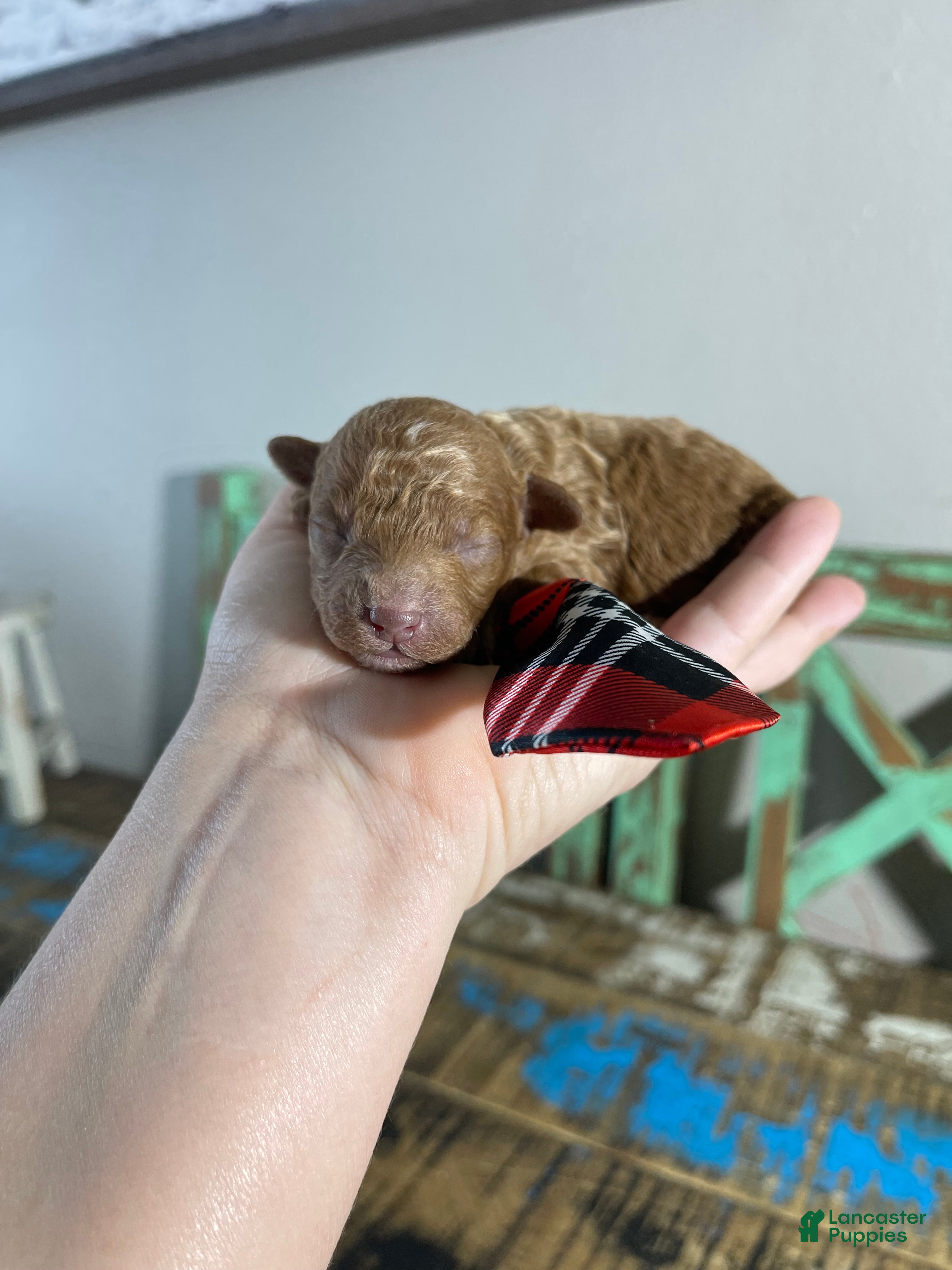 Toy Poodle dogs Akc Bred color Red Boy 2 - Ad 4