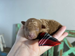 Toy Poodle dogs Akc Bred color Red Boy 2 - Ad 4