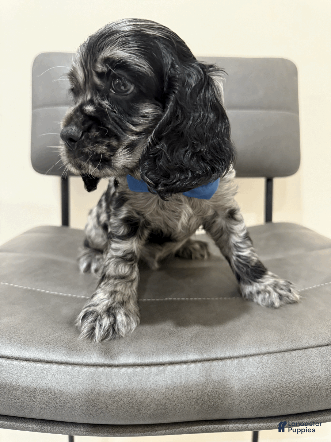 Cocker Spaniel dogs for sale: coconut  - Ad 3