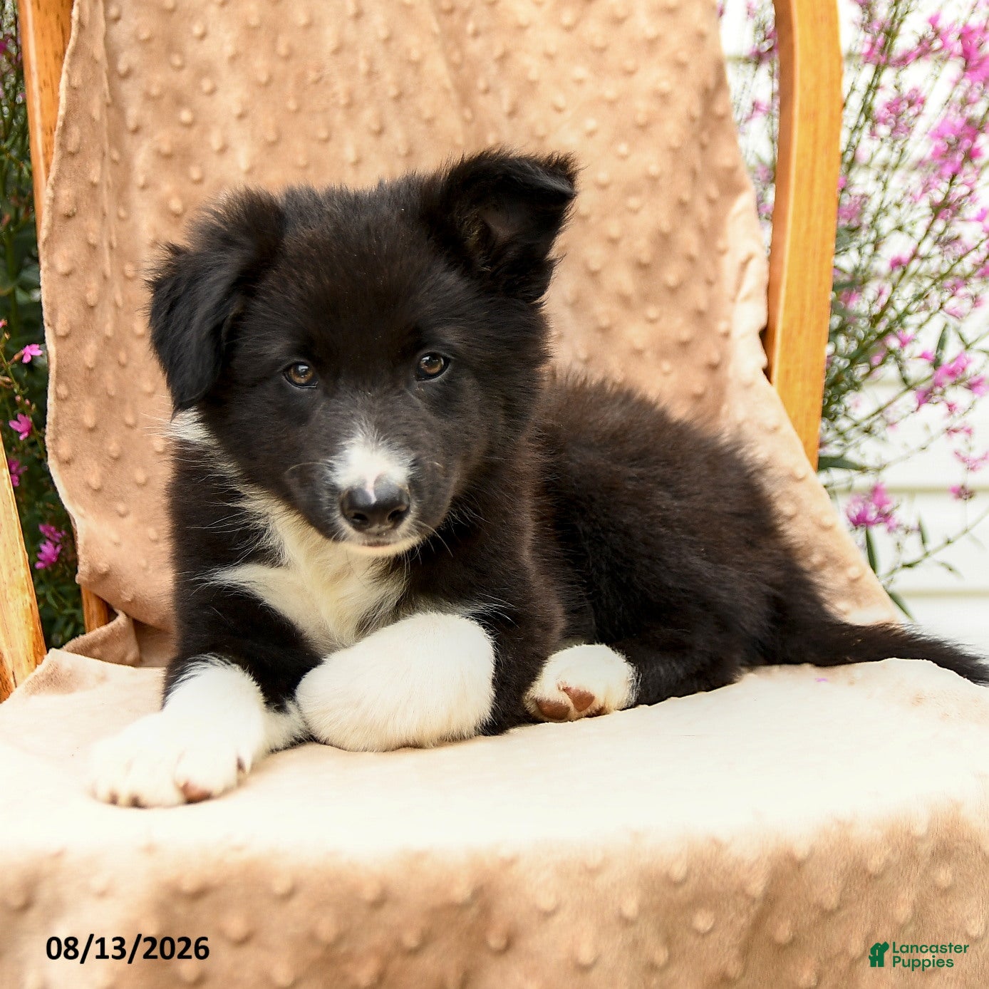 Border Collie dogs Handsome - Ad 2