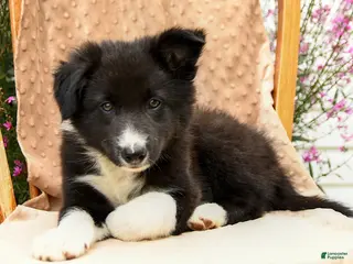 Offset Border Border Collie Puppies for sale in New York, New York | Lancaster Puppies