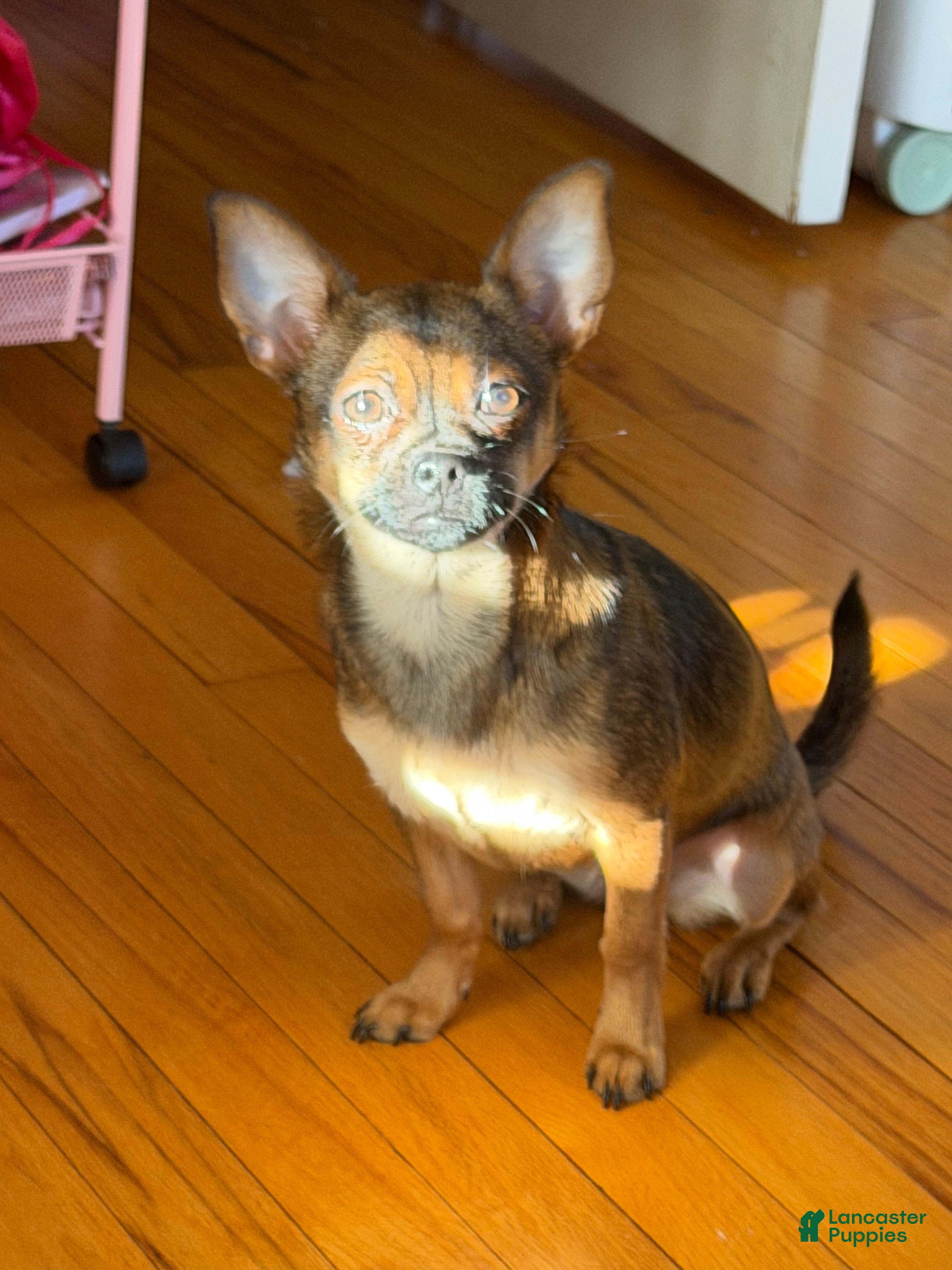 Mixed Breed dogs Mixed Breed Puppy 1 - Ad 6