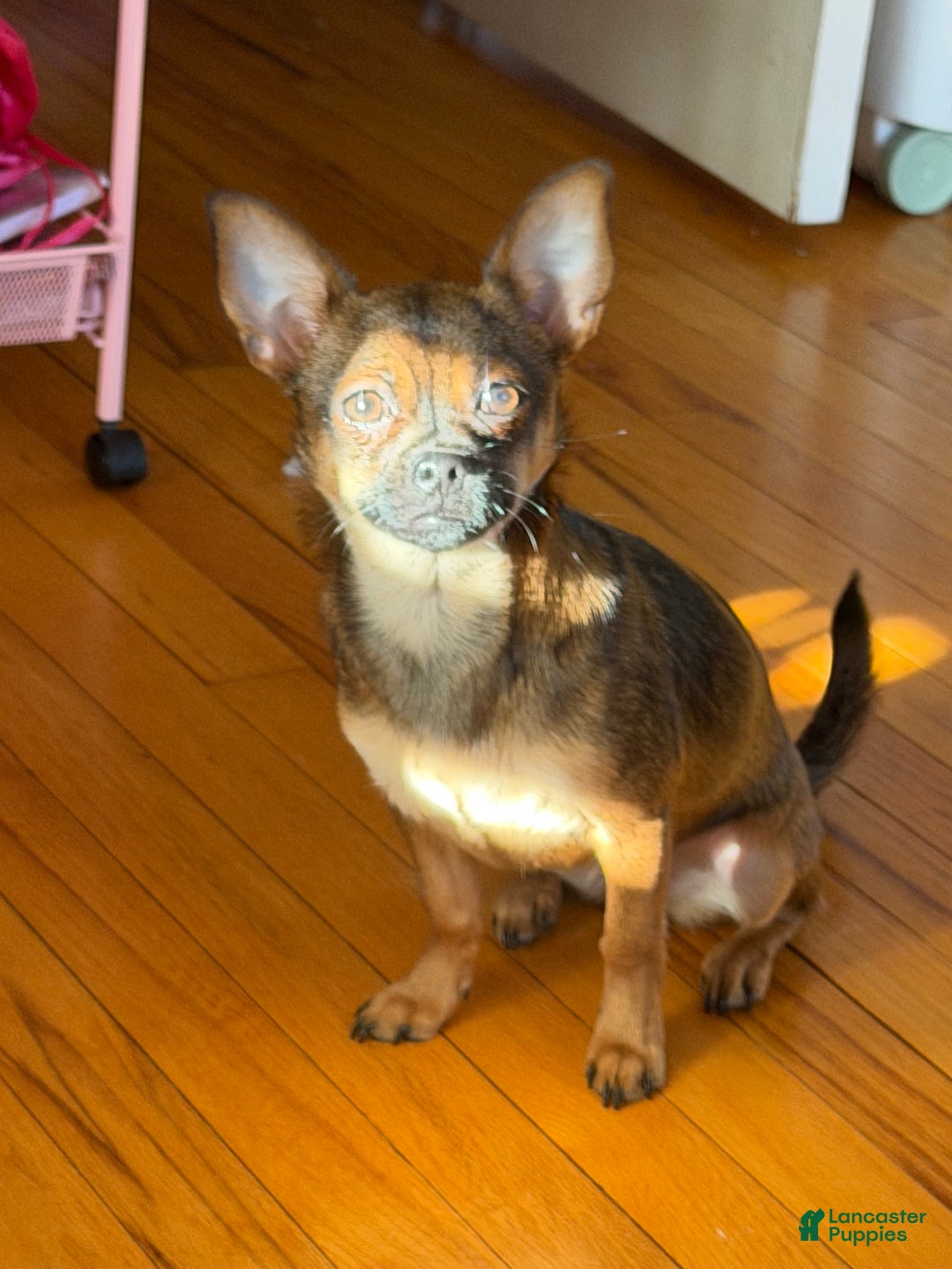 Mixed Breed dogs for sale: Mixed Breed Puppy 1 - Ad 1