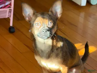 Mixed Breed dogs Mixed Breed Puppy 1 - Ad 4