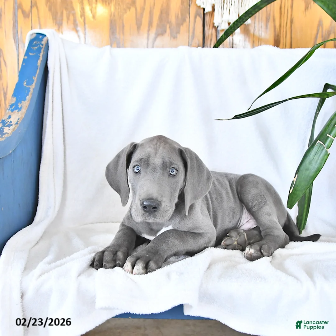 Great Dane dogs for sale: Dylan - Ad 5