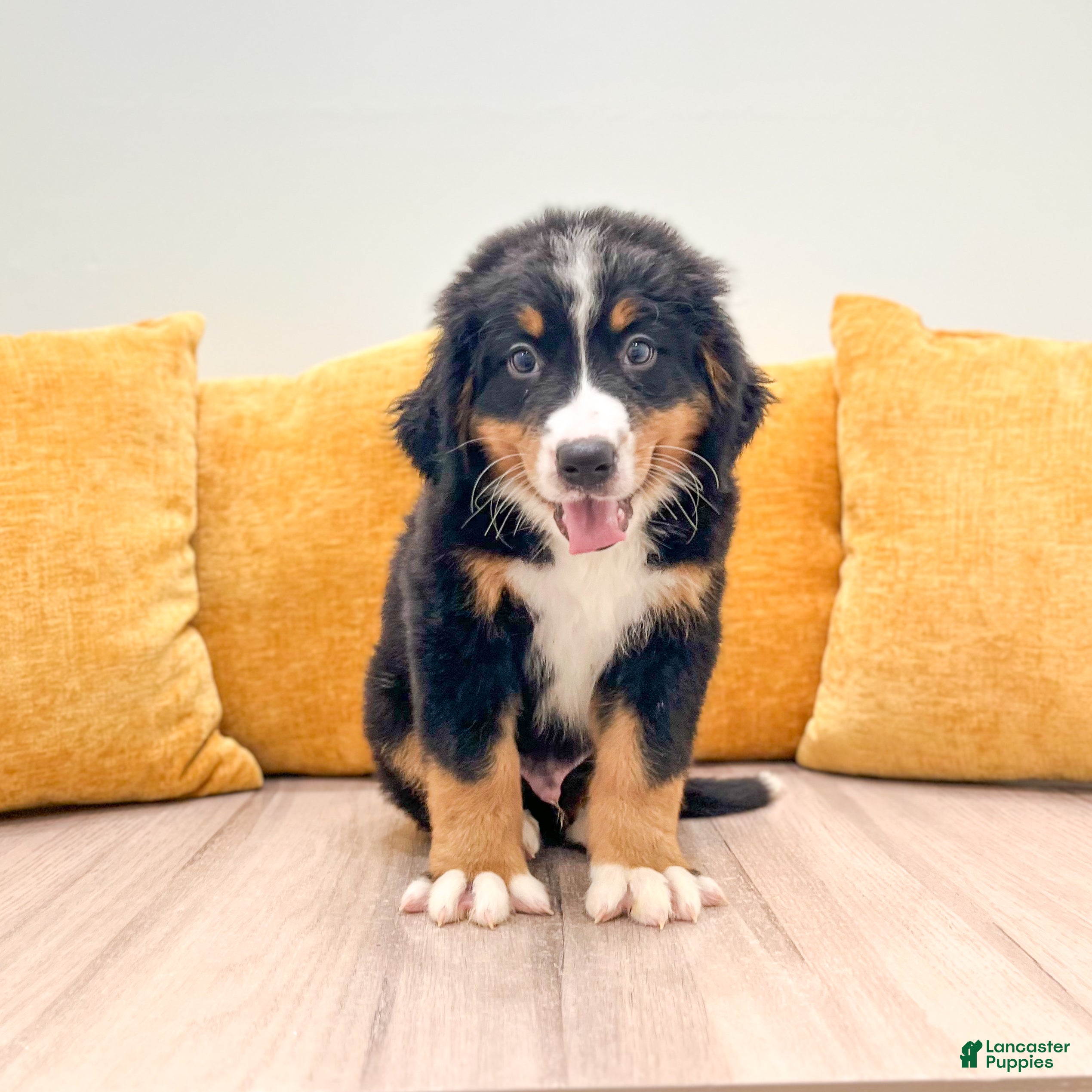 Bernese Mountain Dog dogs Mason - Ad 1
