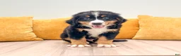 Bernese Mountain Dog dogs for sale: Mason - Ad 1