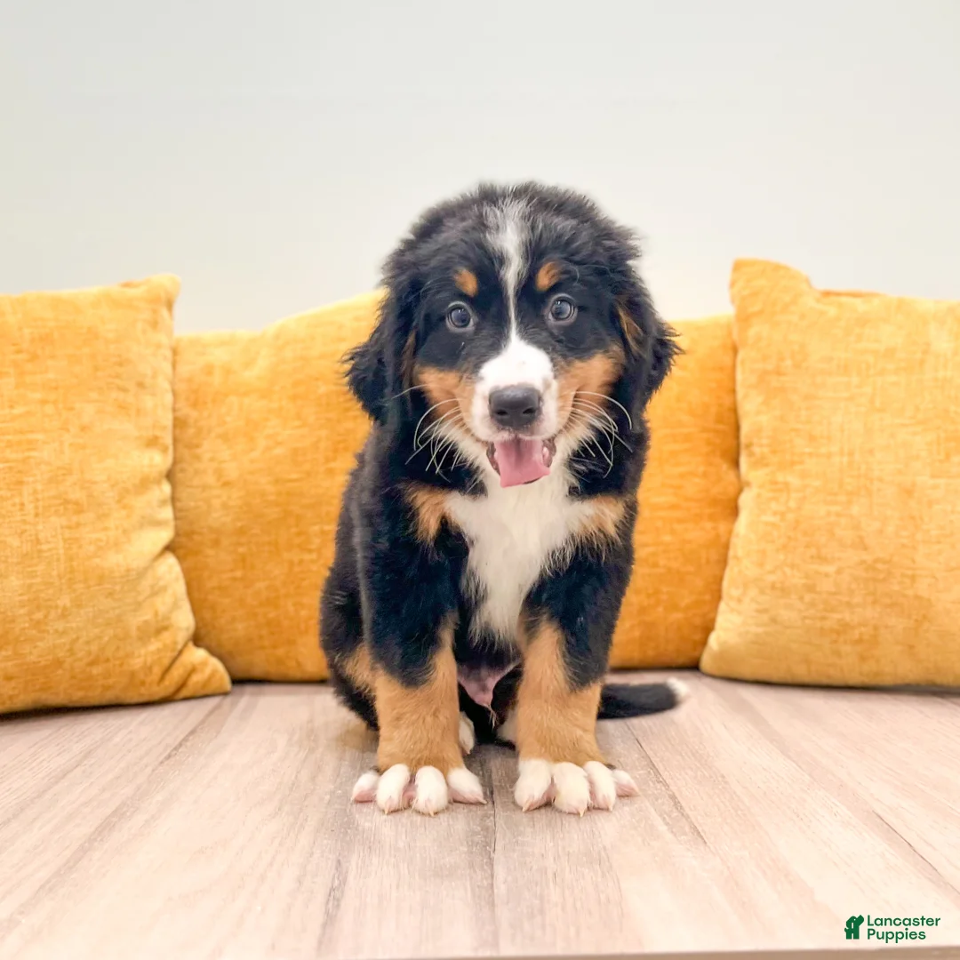 Bernese Mountain Dog dogs for sale: Mason - Ad 1