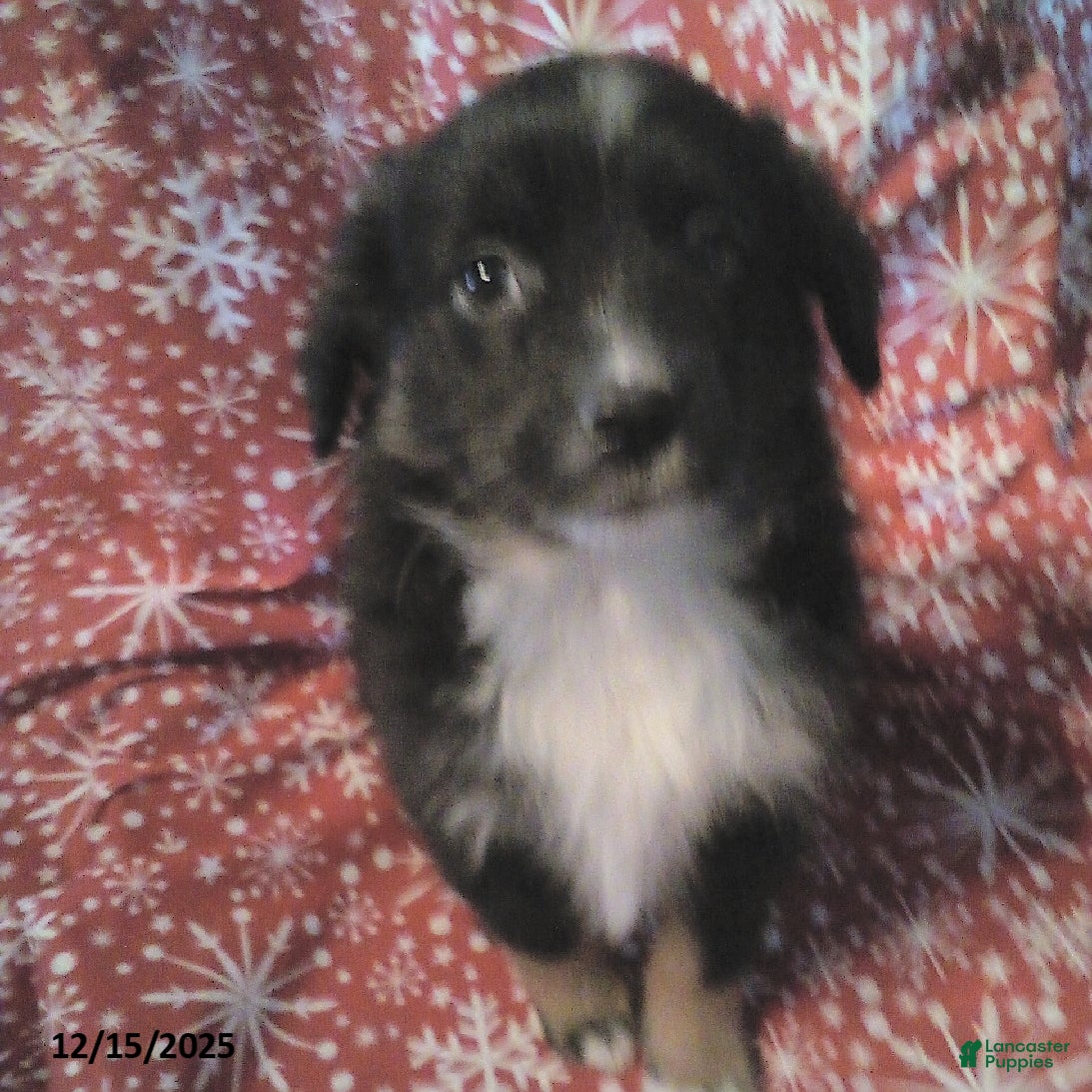 Miniature Australian Shepherd dogs Hank - Ad 2