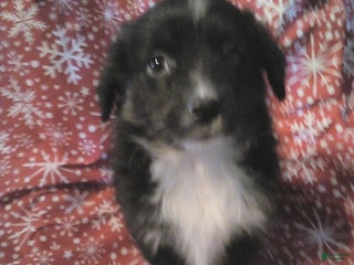 Miniature Australian Shepherd dogs Hank - Ad 4