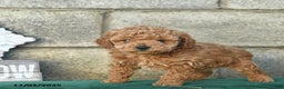 Miniature Poodle dogs for sale: Pepper  - Ad 4