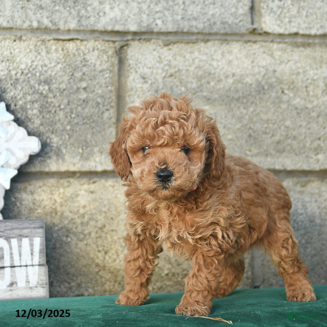 Miniature Poodle dogs for sale: Pepper  - Ad 4