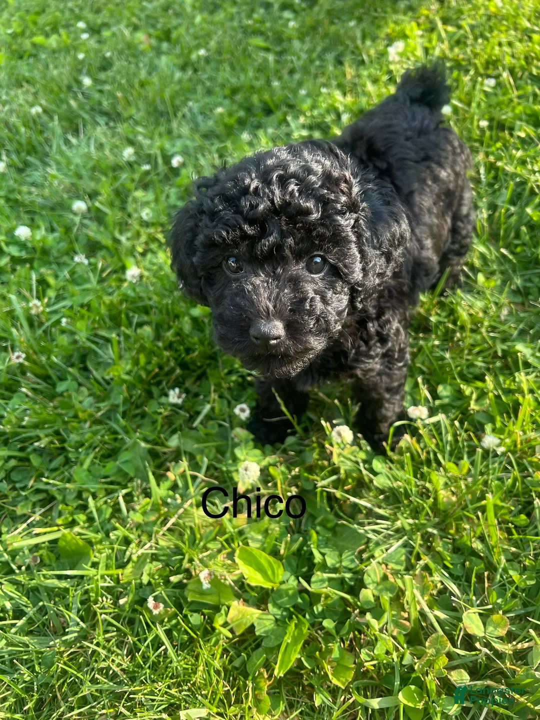 Miniature Poodle dogs for sale: Chico - Ad 2