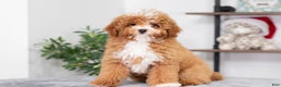 Miniature Poodle dogs for sale: Clara - Ad 1
