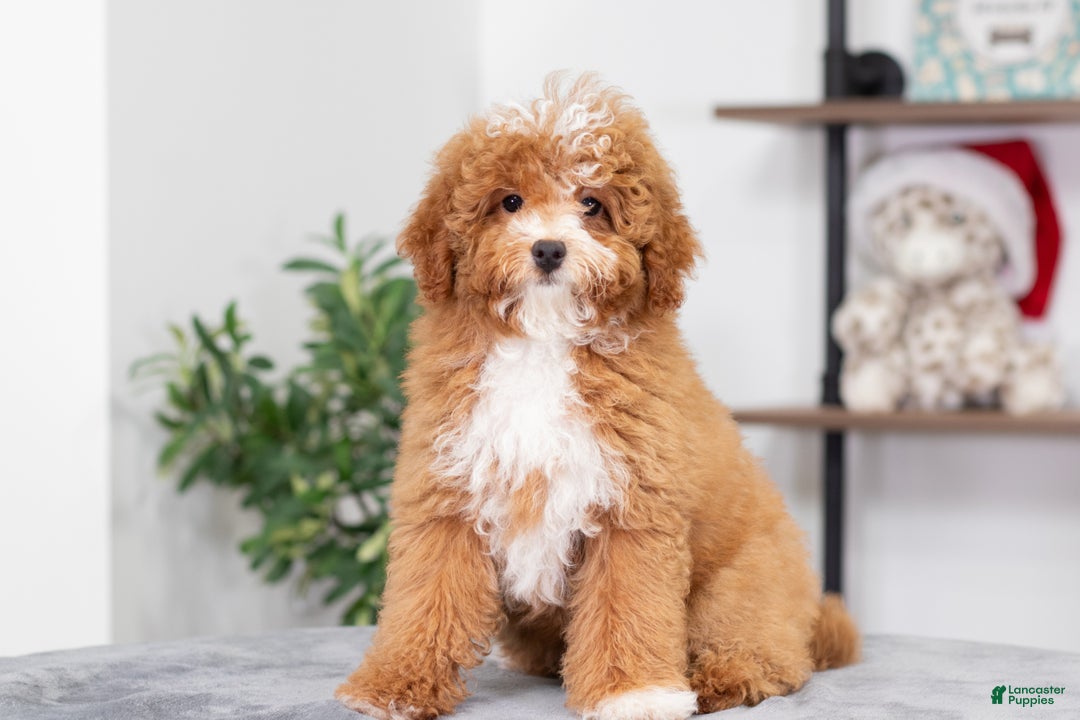 Miniature Poodle dogs for sale: Clara - Ad 1
