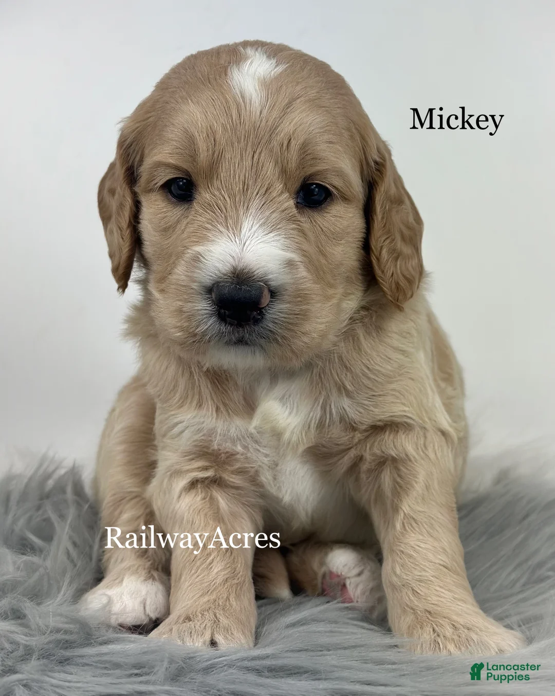 Goldendoodle dogs for sale: Mickey - Ad 4