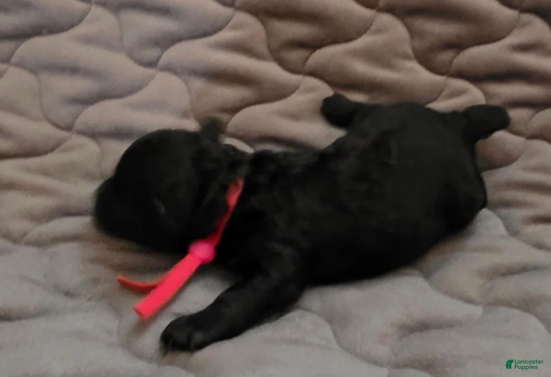 Toy Poodle dogs for sale: Ezra - Ad 4