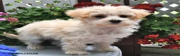 Maltipoo dogs for sale: Snickers - Ad 5
